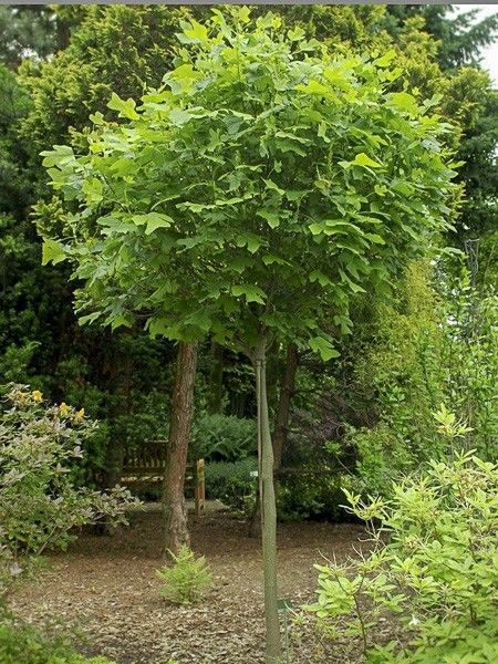 Tulipier de Virginie 'Edward Gursztyn '