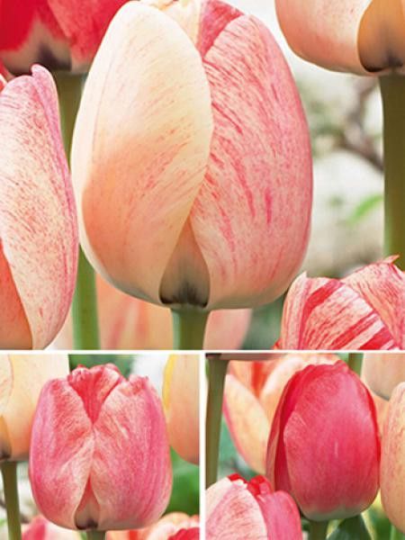 Tulipe de Darwin 'Chamaleon Silverstream'