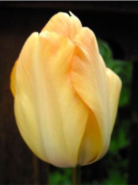 Tulipe de Darwin 'Daydream'