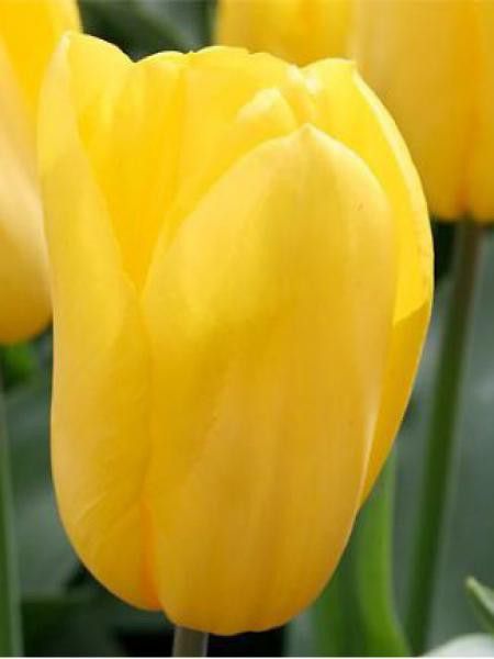 Tulipe de Darwin -jaune-