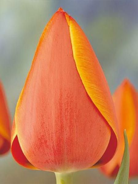 Tulipe de Darwin '-orange-'