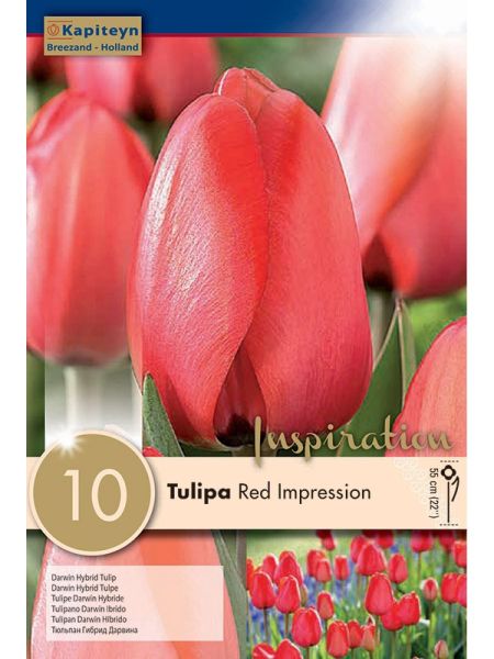 Tulipe de Darwin 'Red Impression'