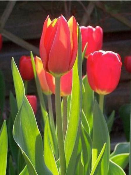 Tulipe de Darwin -rouge-