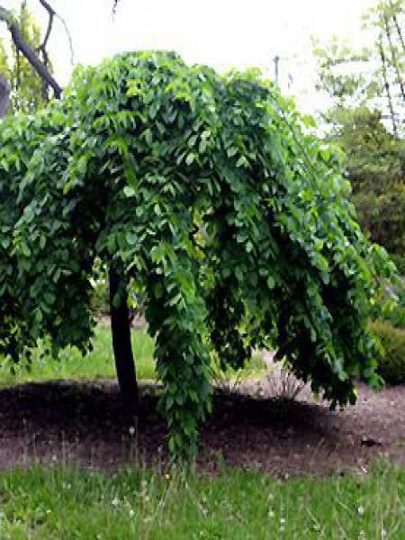 Ulmus glabra 'Camperdownii'