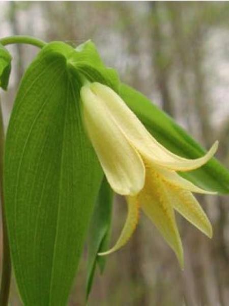 Uvularia perfoliata 
