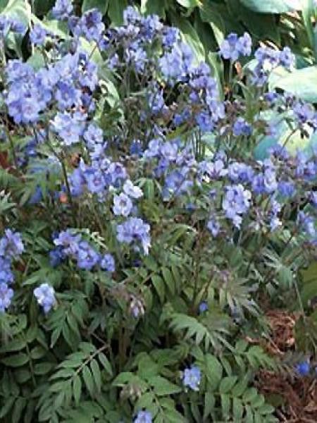 Valériane grecque 'Heaven Scent'®