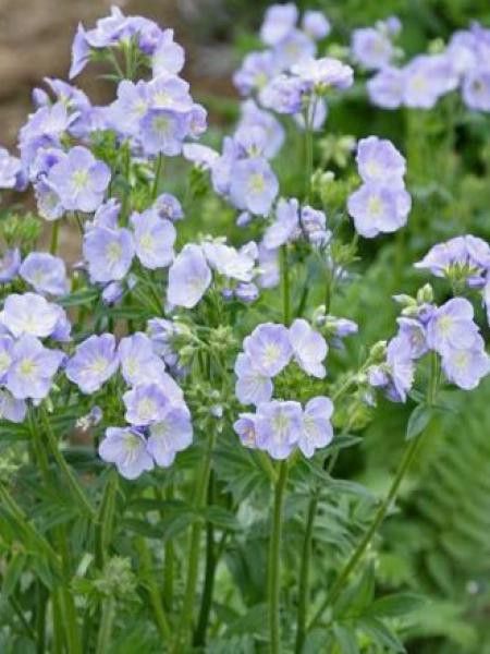 Valériane grecque 'Northen Lights'