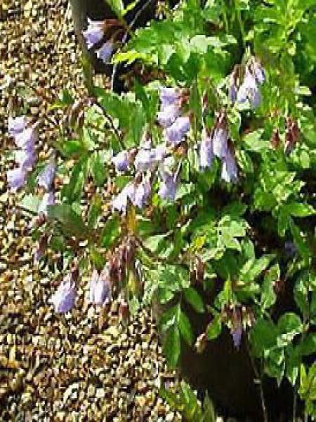 Valériane grecque rampante