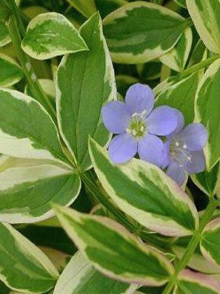 Valériane grecque 'Stairway To Heaven'