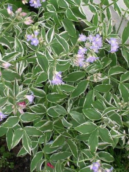 Valériane grecque 'Touch Of Class'