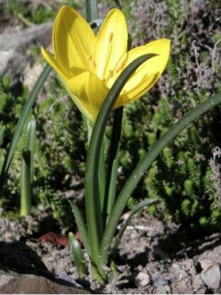 Vendangeuse, Crocus d'automne