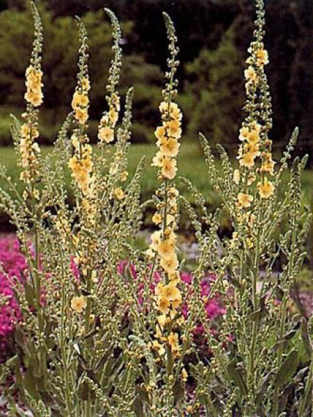 Verbascum  'Gainsborough'