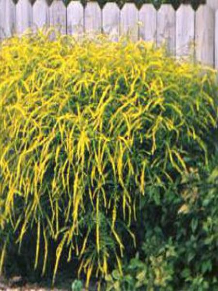 Verge d'or 'Fireworks'