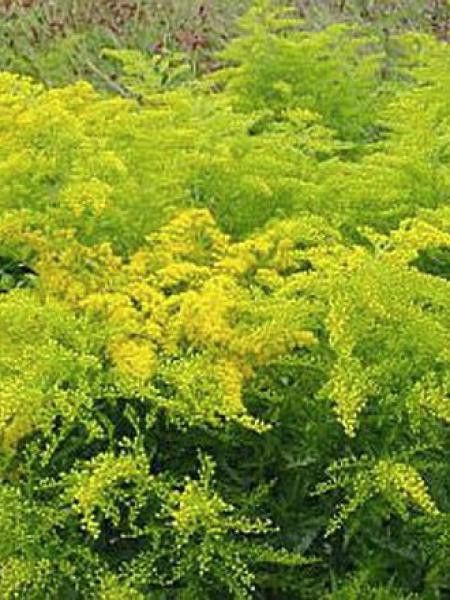 Verge d'or 'Ledsham'