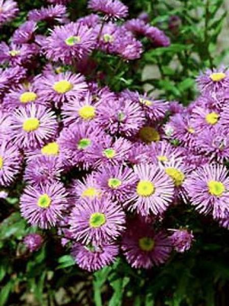 Vergerette 'Azurfee'