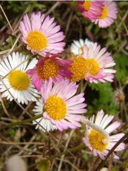 Vergerette de Karvinsky