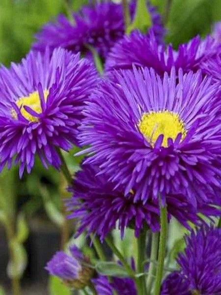 Vergerette 'Schwarzes Meer'