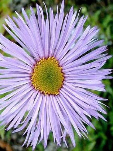 Vergerette 'Strahlenmeer'