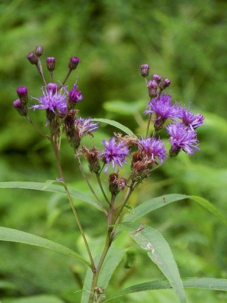 Vernonia baldwinii