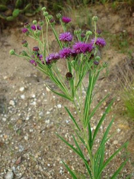Vernonia crinita 