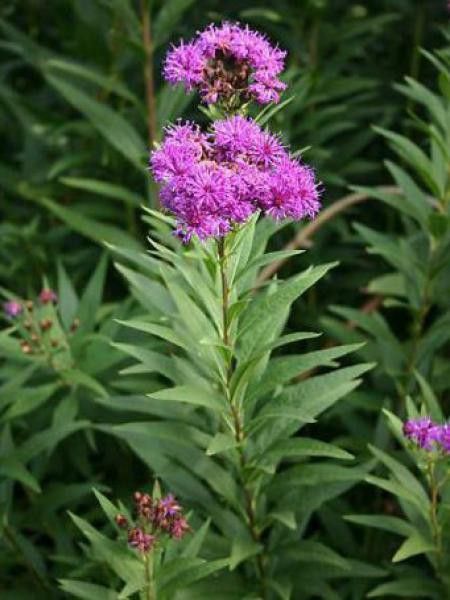 Vernonia fasciculata 