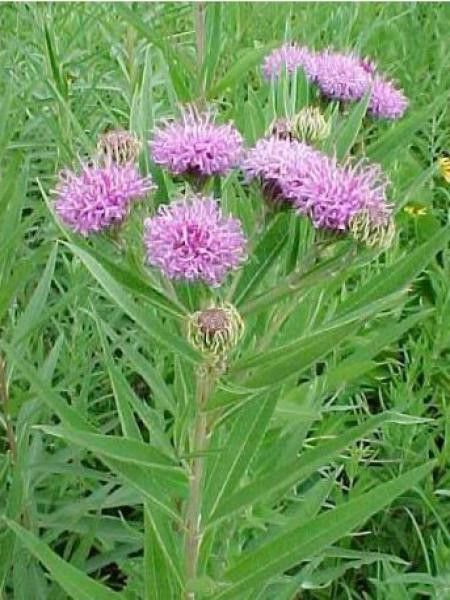 Vernonia noveboracensis