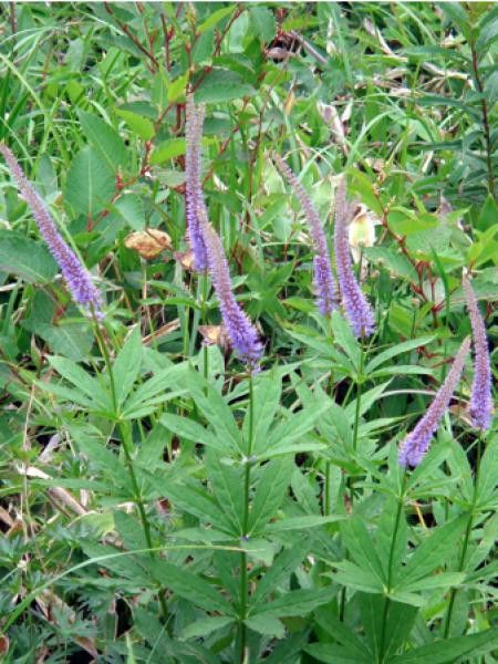 Veronicastrum sibiricum 