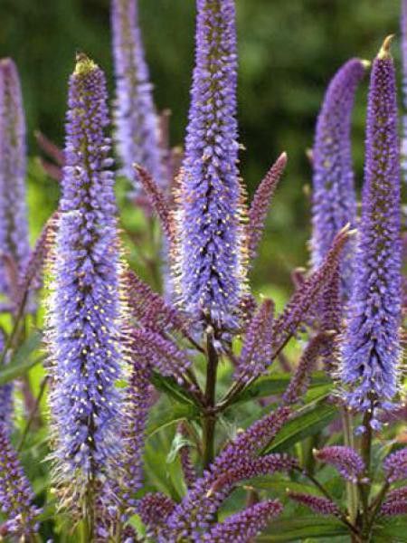 Veronicastrum virginicum 'Cupid'