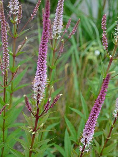 Veronicastrum virginicum 'Erika'