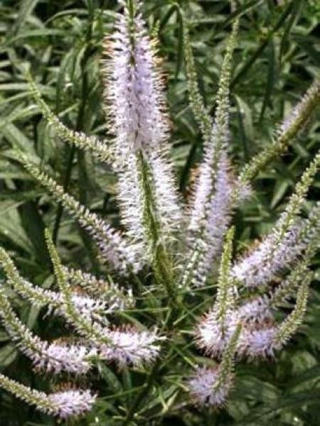 Veronicastrum virginicum 'Lavendelturm'