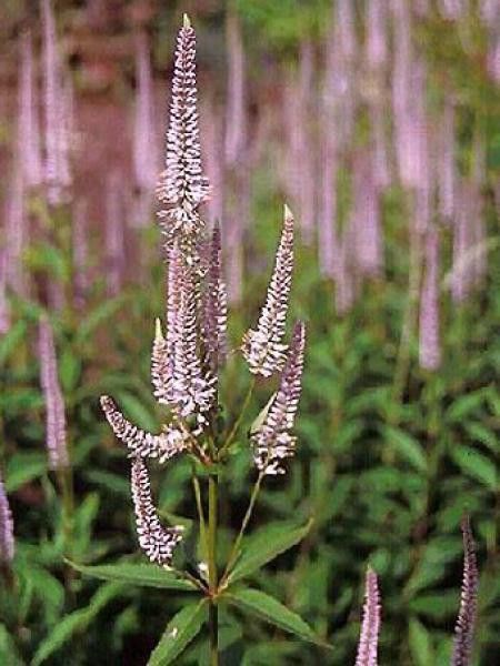 Veronicastrum virginicum 'Pink Glow'