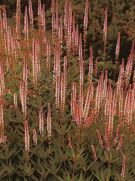 Veronicastrum virginicum 'Roseum'