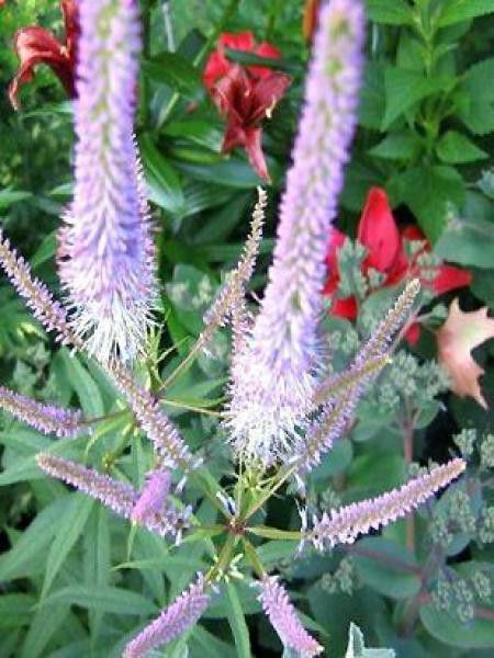 Veronicastrum virginicum 