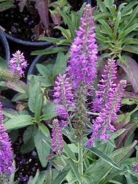 Véronique à longues feuilles 'Pink Eveline'