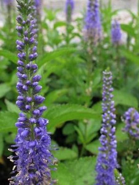 Véronique 'Blaue Pyramide'