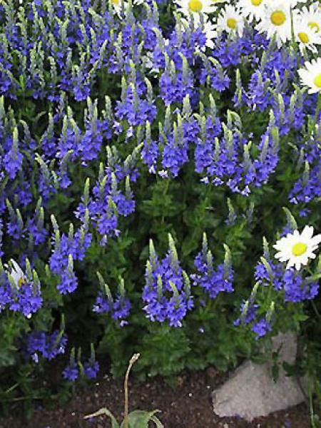 Véronique d'Autriche 'Knallblau'