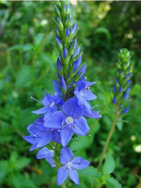 Véronique d'Autriche 'Royal Blue'