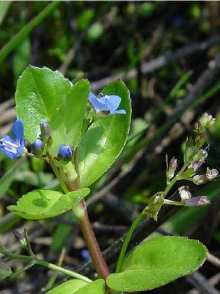 Véronique des ruisseaux