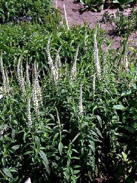 Véronique en épis 'Alba'