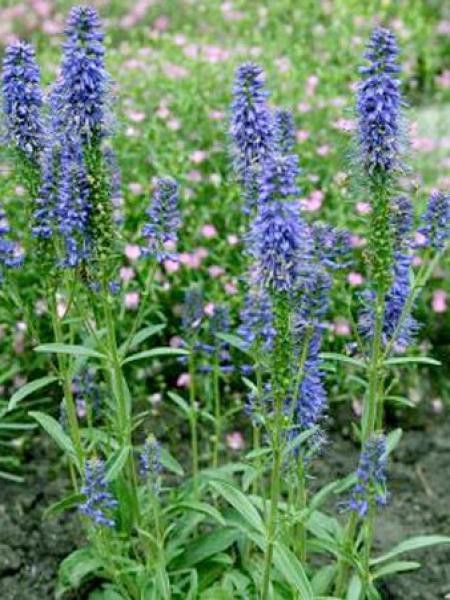 Véronique en épis 'Blauteppich'