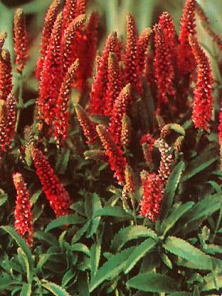 Véronique en épis 'Heidekind'