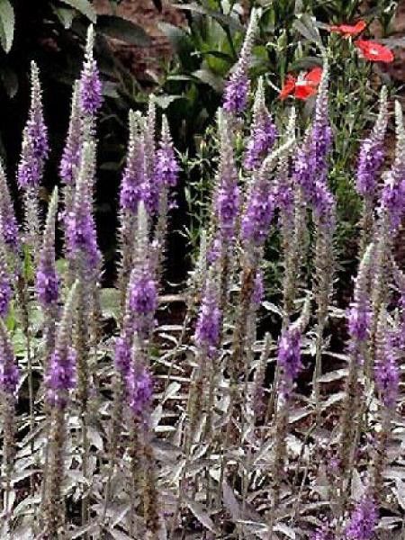 Véronique en épis 'Incana'