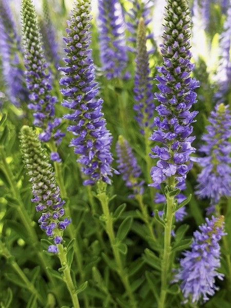 Véronique en épis 'Nana Blauteppich'