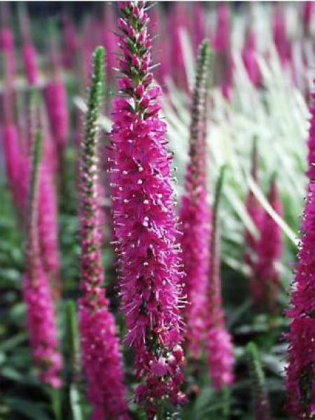 Véronique en épis 'Rosea'