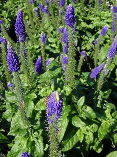 Véronique en épis 'Sunny Border Blue'