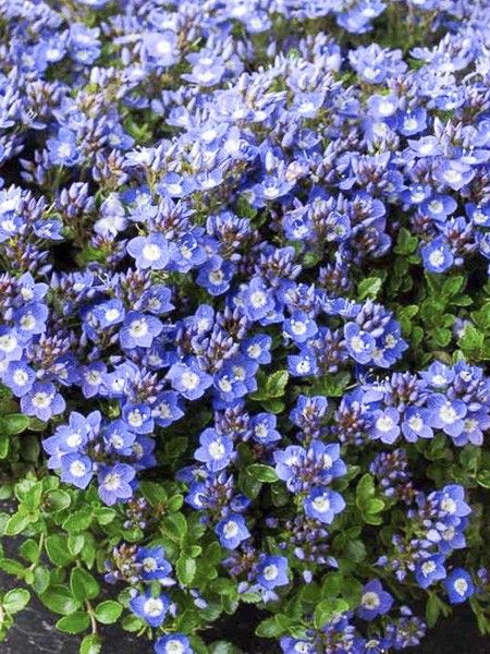 Véronique liwanensis