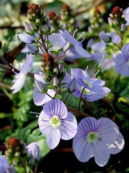 Véronique 'Madame Mercier'