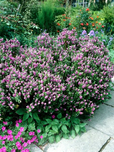 Véronique panachée, hébé