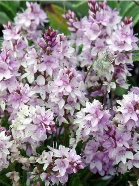 Véronique prostrée 'Mrs Holt'