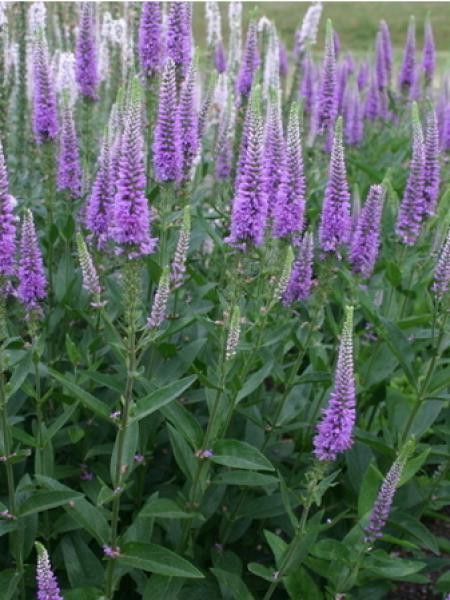 Véronique 'Purpleicious'